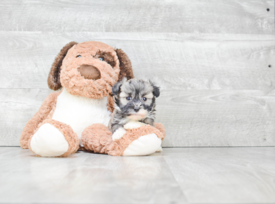 Little Havanese Purebred Pup