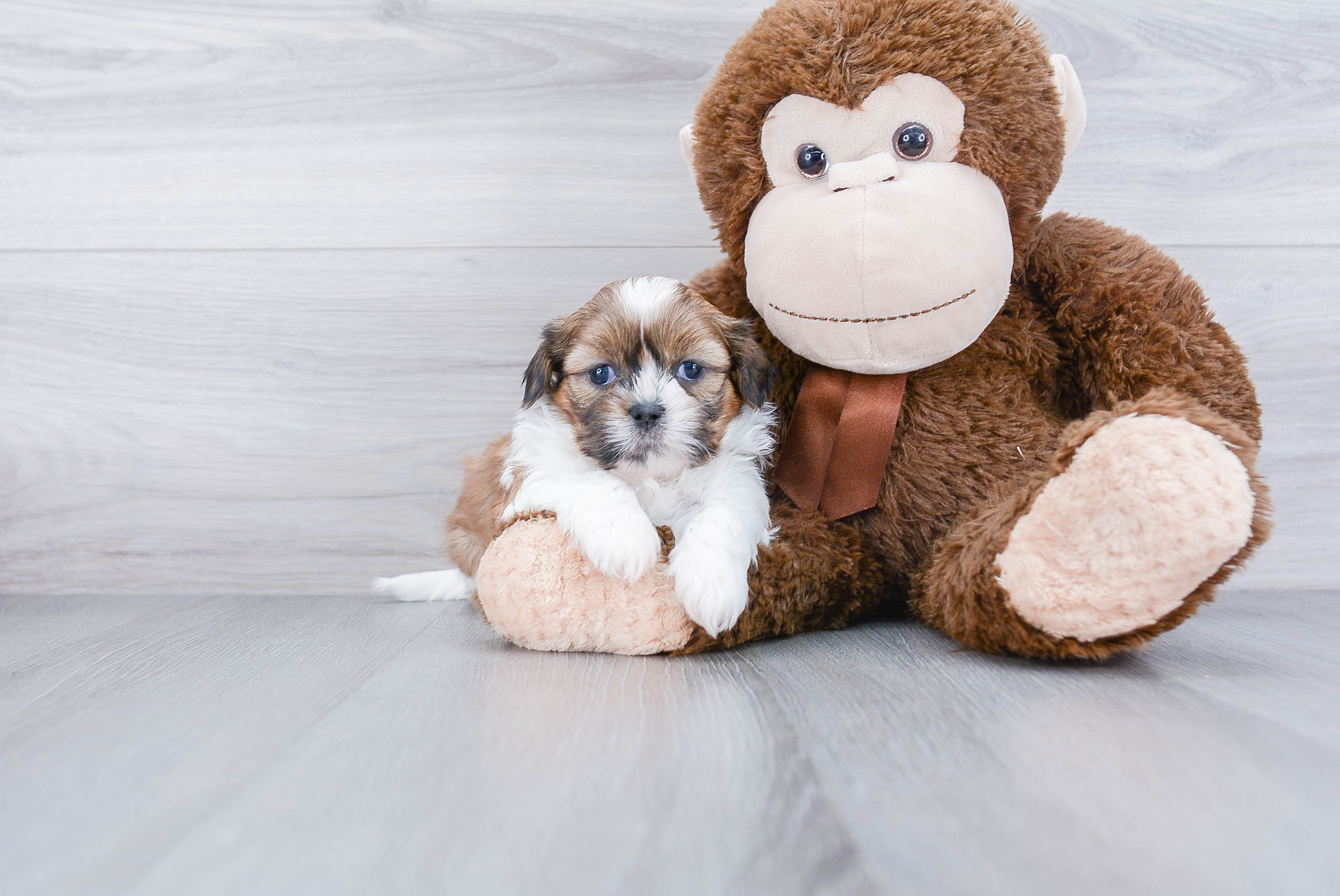 Teddy Bear Puppy for Adoption