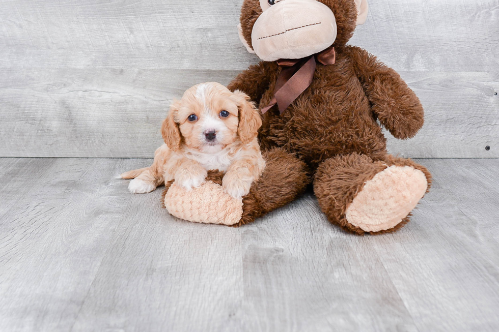 Cavachon Pup Being Cute