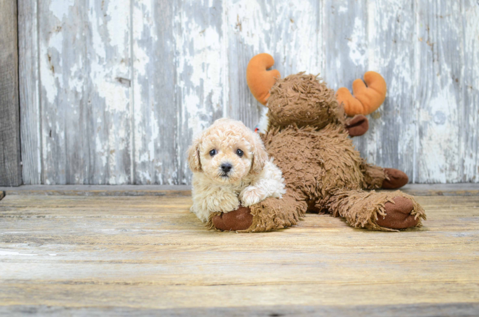 Sweet Pudle Purebred Puppy