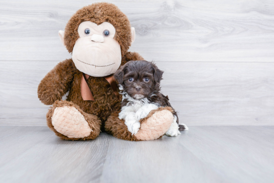 Energetic Havanese Purebred Puppy