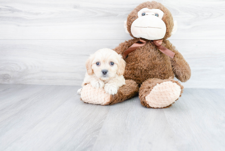 Cavachon Puppy for Adoption