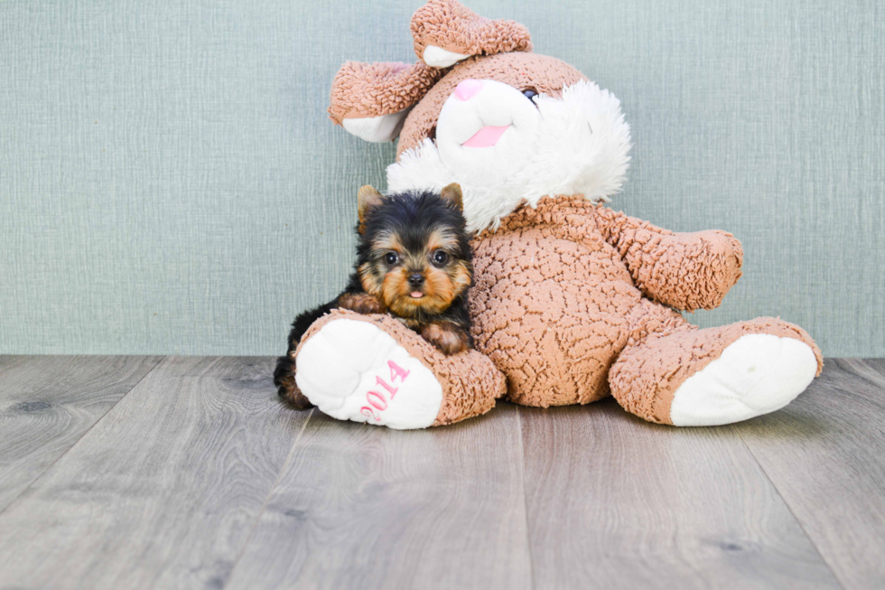 Meet Ronaldo - our Yorkshire Terrier Puppy Photo 