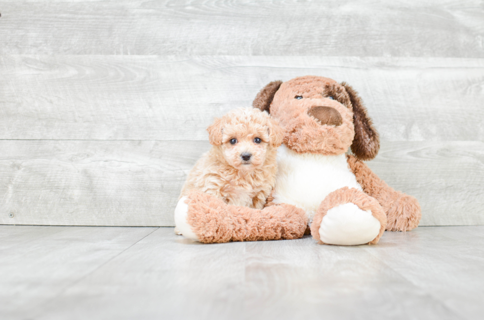 Maltipoo Pup Being Cute