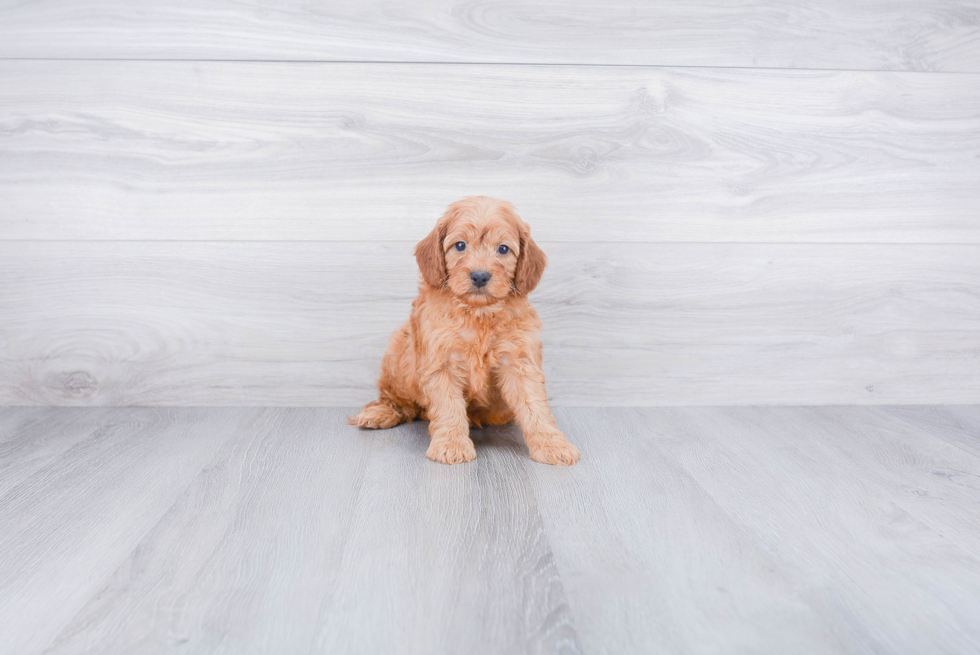 Best Cockapoo Baby