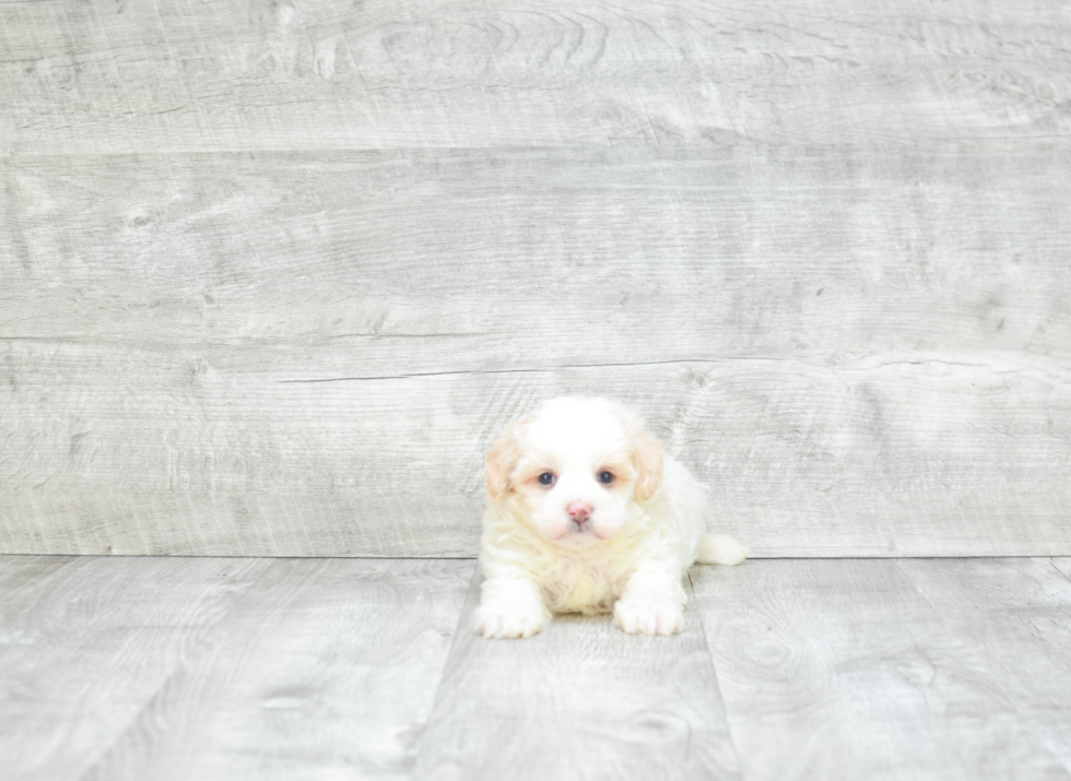 Hypoallergenic Maltipom Designer Puppy