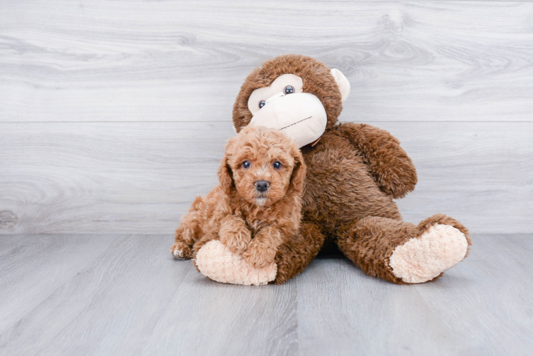 Petite Cavapoo Poodle Mix Pup