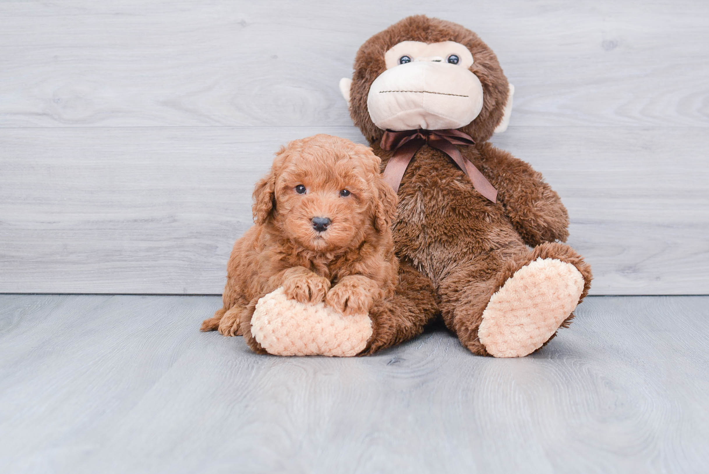 Best Mini Goldendoodle Baby