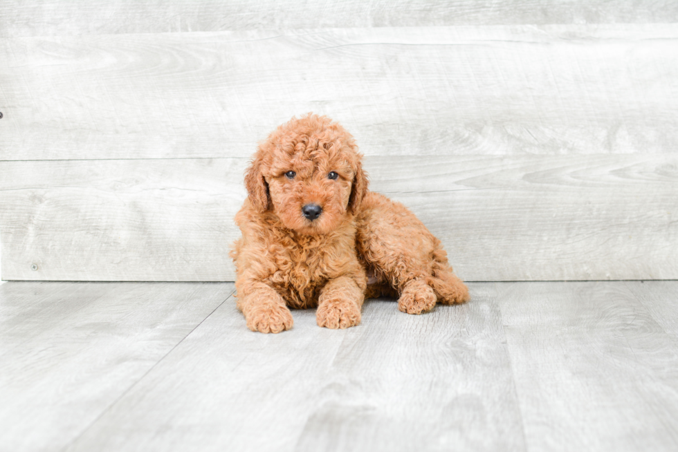 Funny Mini Goldendoodle Poodle Mix Pup