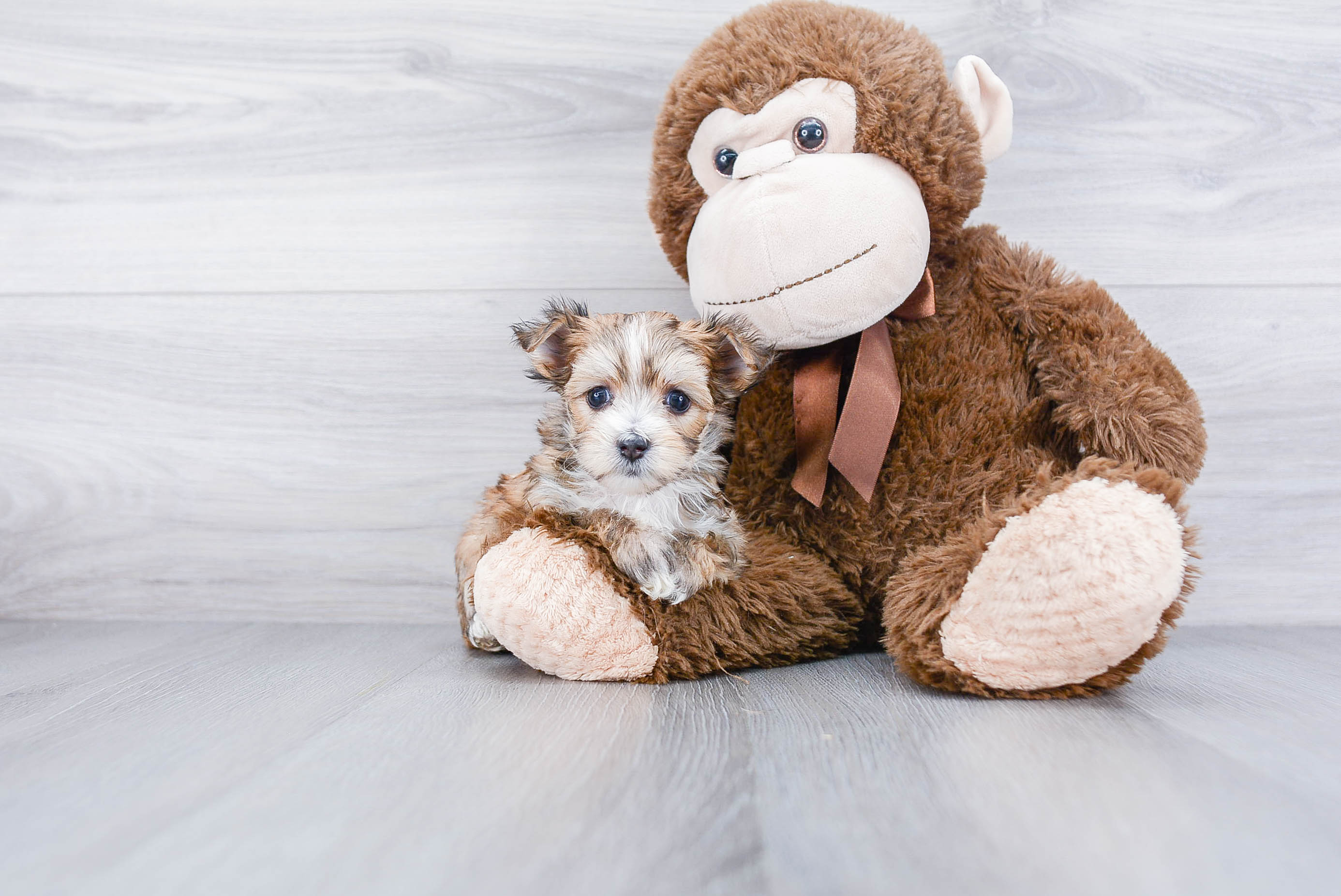 Morkie Pup Being Cute