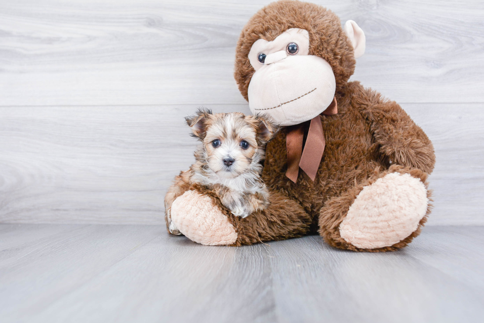 Morkie Pup Being Cute