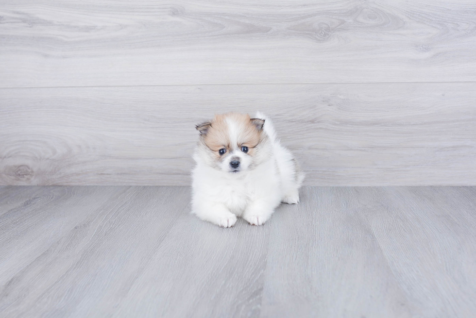 Pomeranian Pup Being Cute