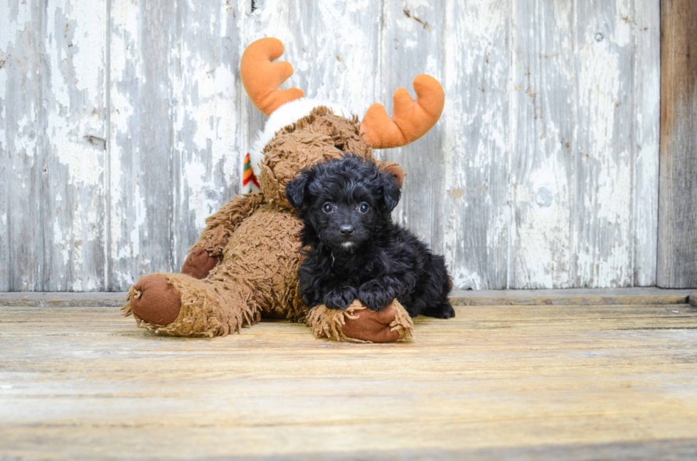 Best Mini Aussiedoodle Baby