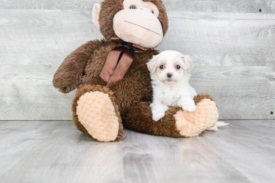 Maltipoo Pup Being Cute