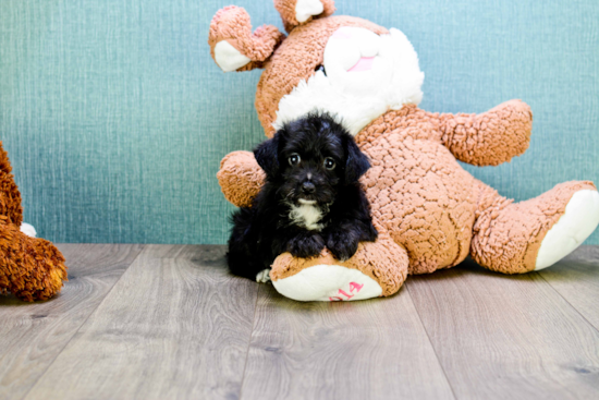 Smart Yorkie Poo Poodle Mix Pup