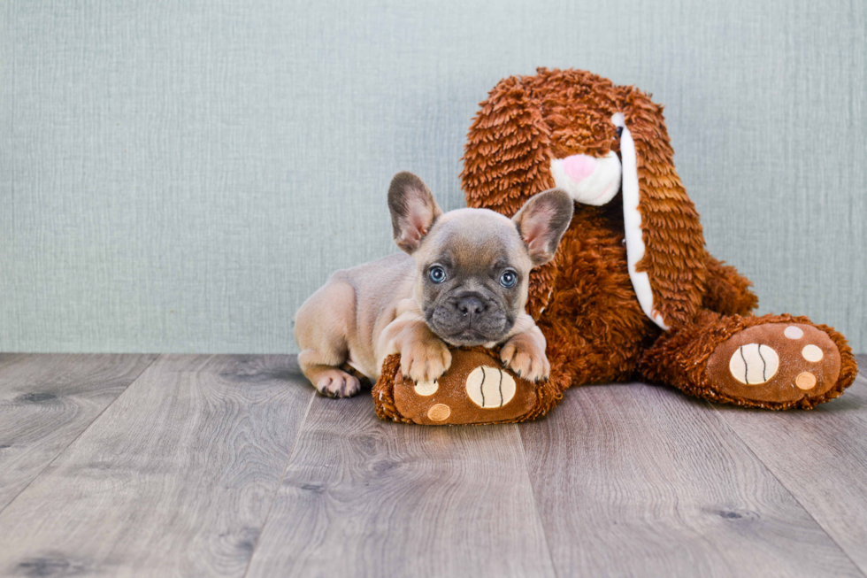 French Bulldog Pup Being Cute