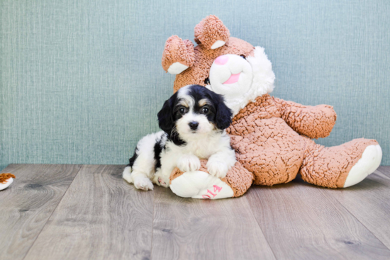 Cute Cavachon Baby