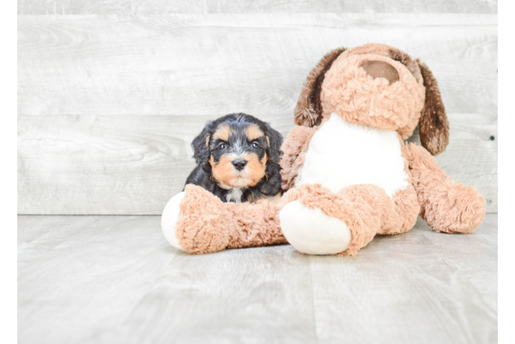 Best Mini Bernedoodle Baby