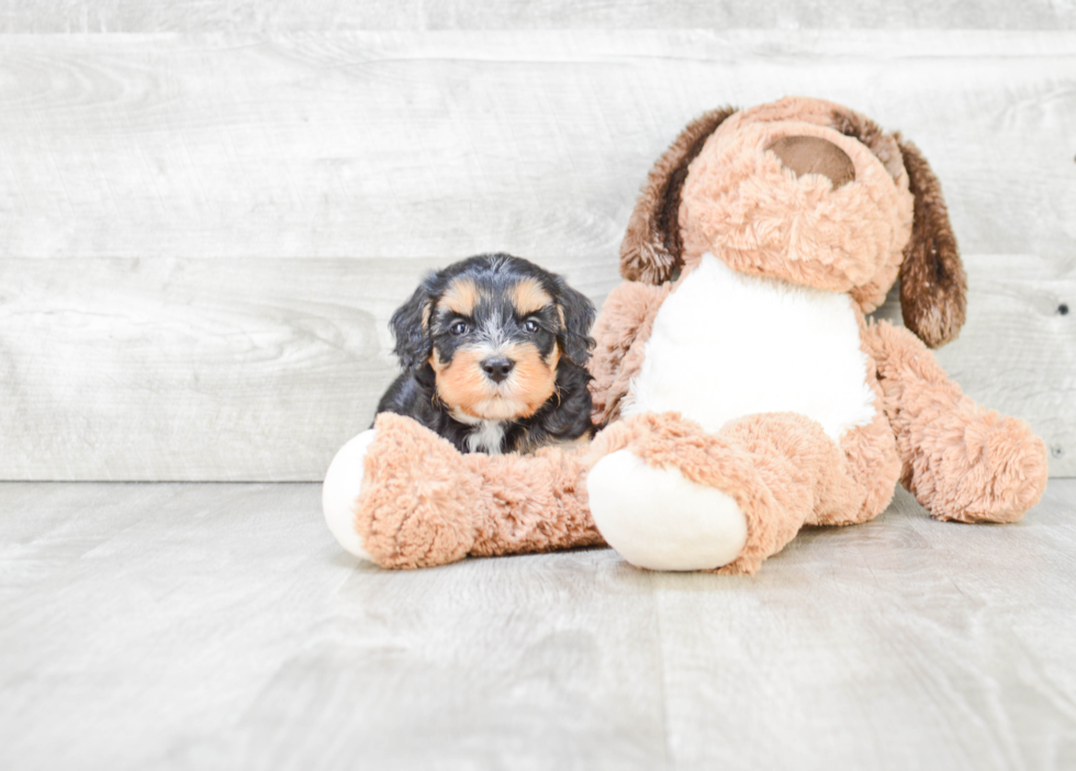 Best Mini Bernedoodle Baby