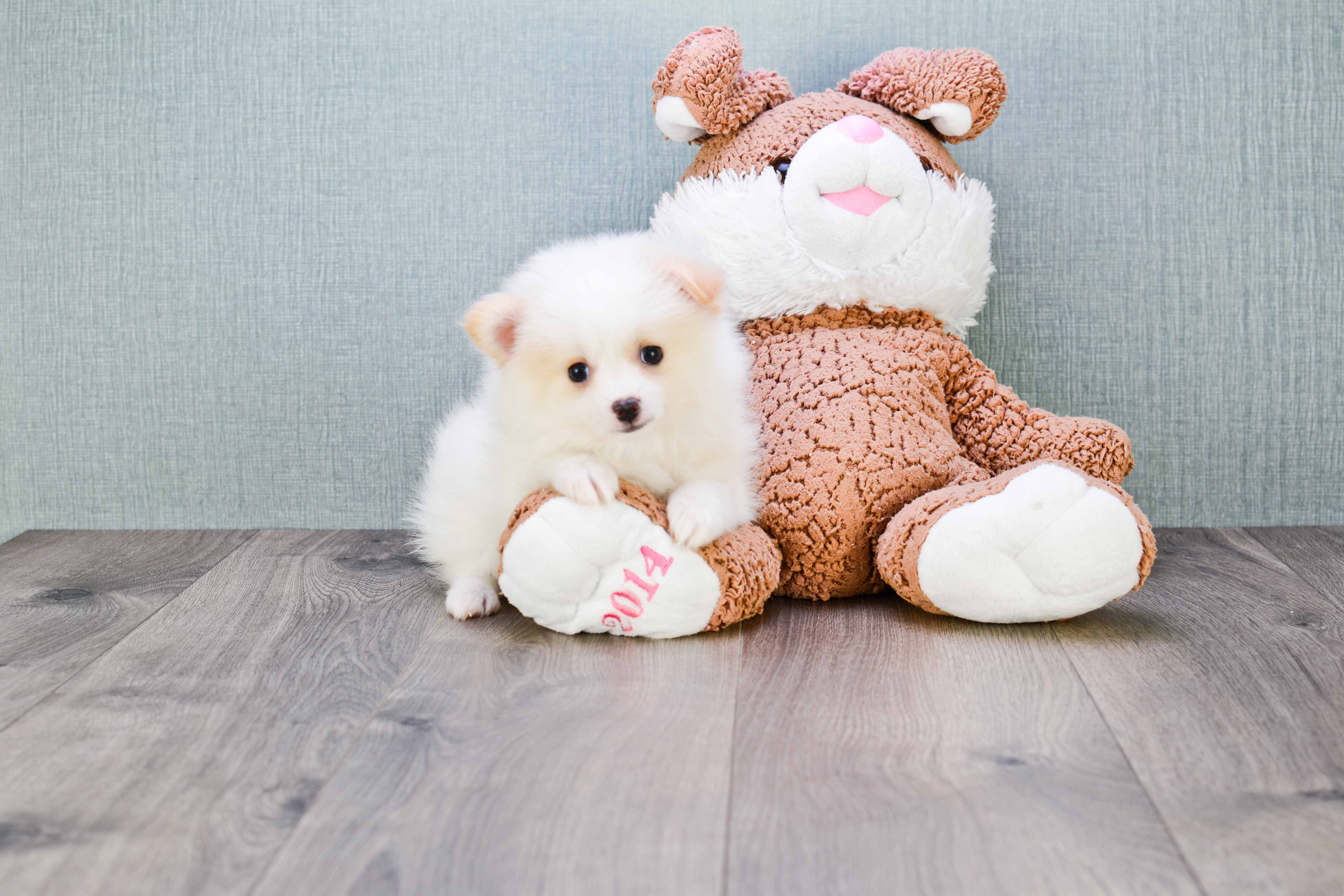 Best Pomeranian Baby
