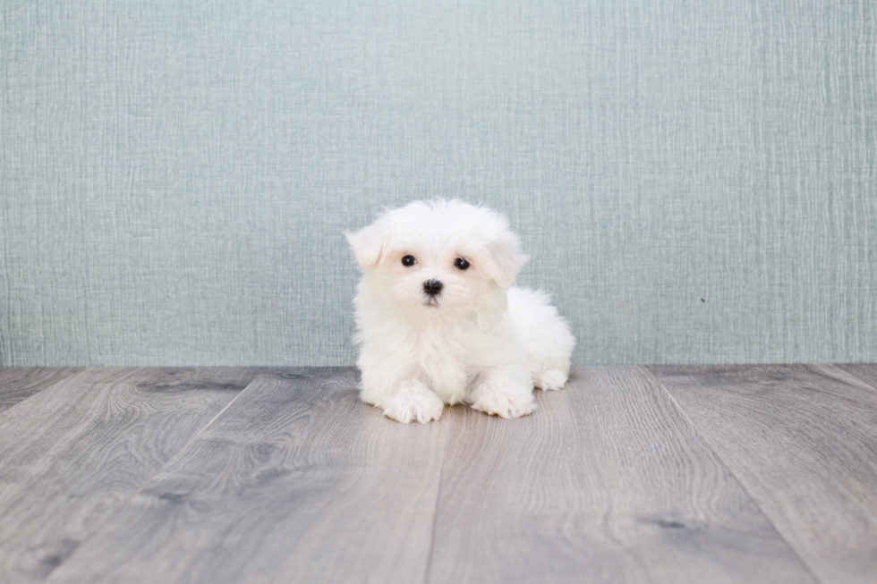 Little Maltese Purebred Pup