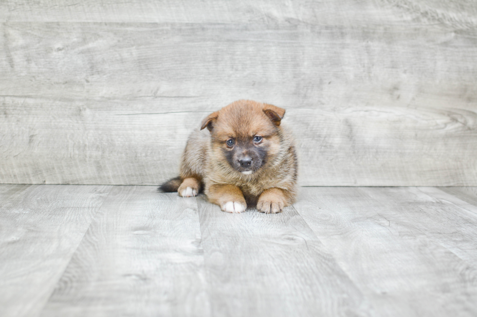 Small Pomsky Baby