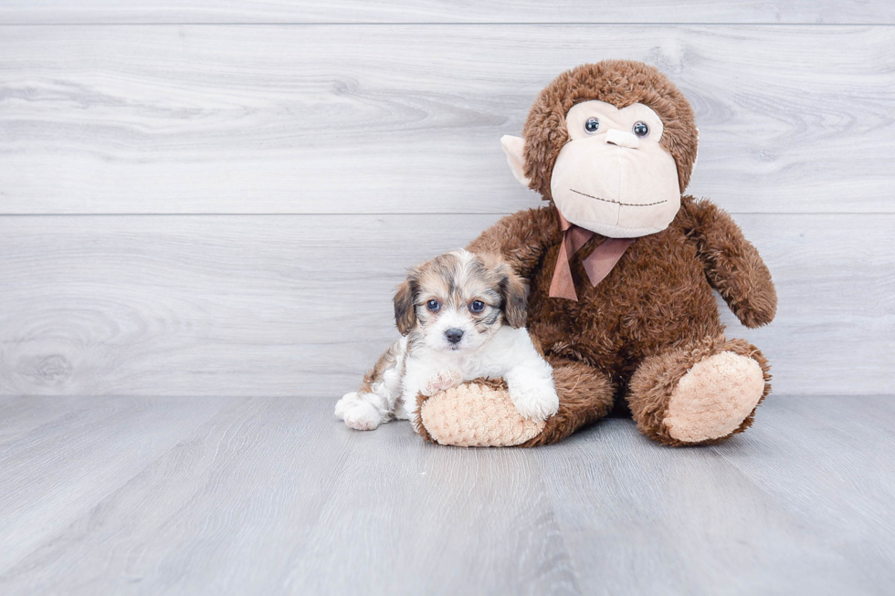 Cavachon Pup Being Cute