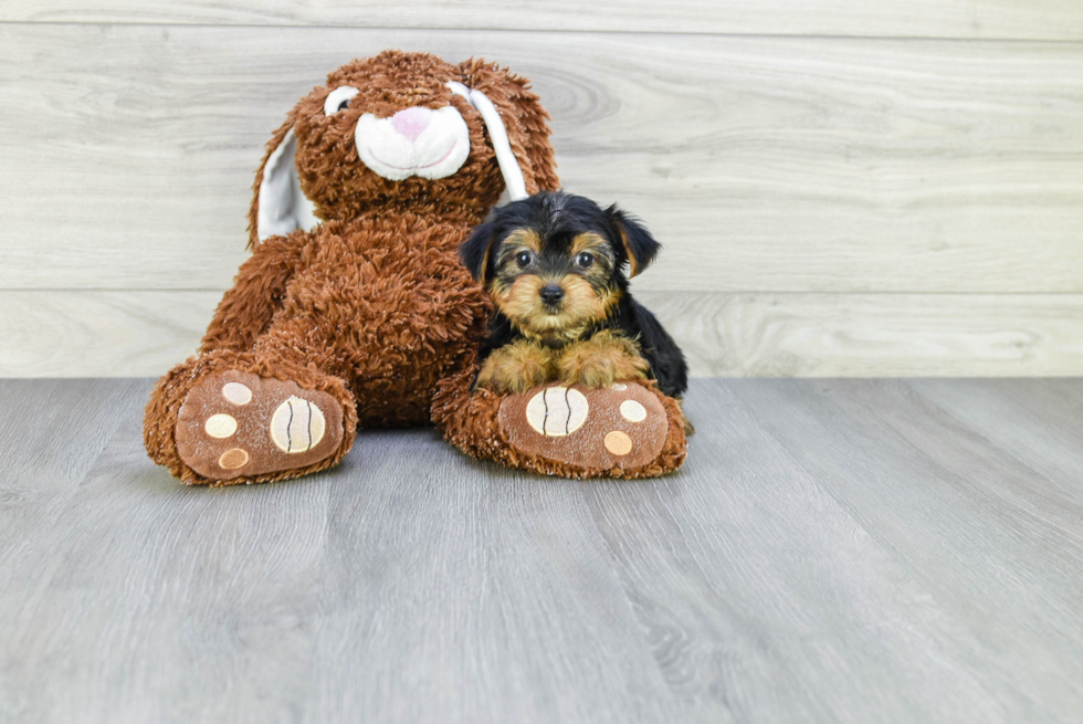 Meet Bella - our Yorkshire Terrier Puppy Photo 