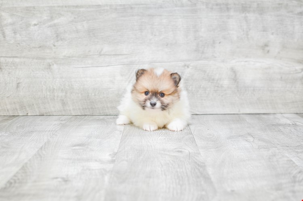 Playful Pomeranian Purebred Pup