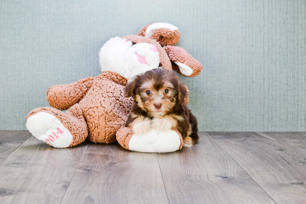 Small Morkie Baby