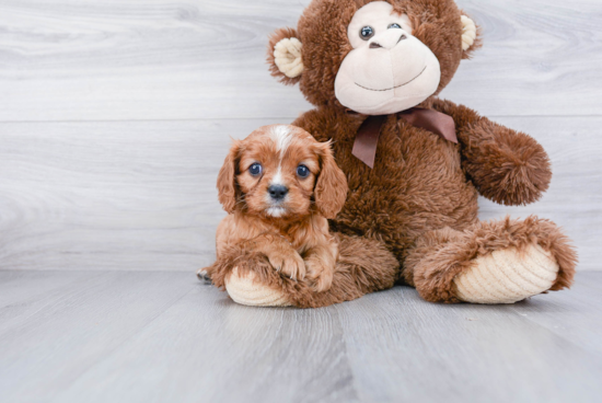 Fluffy Cavalier King Charles Spaniel Purebred Puppy