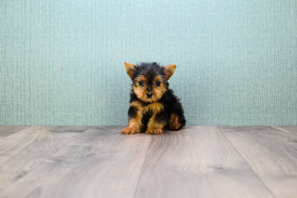 Meet Tinkerbell - our Yorkshire Terrier Puppy Photo 