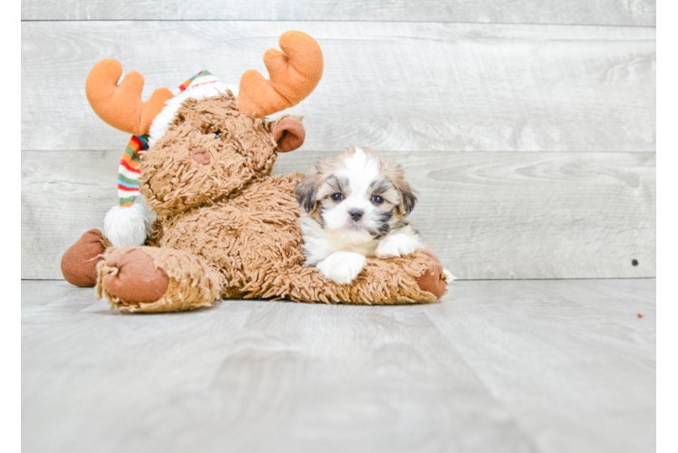 Friendly Teddy Bear Baby