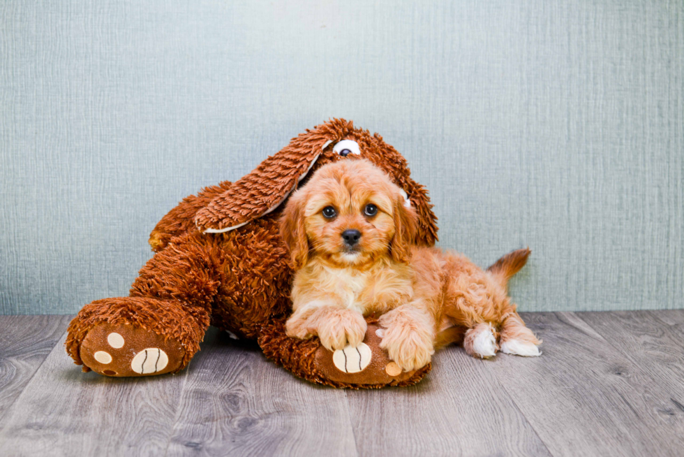 Petite Cavapoo Poodle Mix Pup