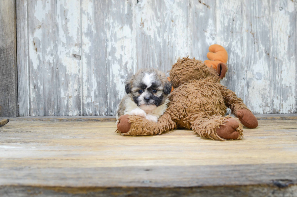 Small Teddy Bear Baby