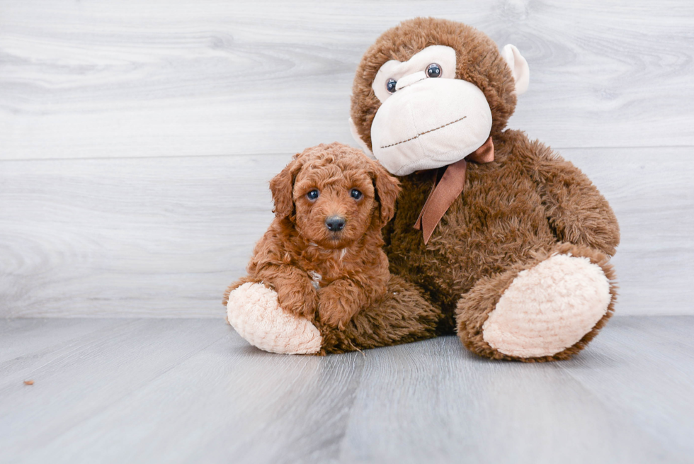 Adorable Pudle Purebred Puppy