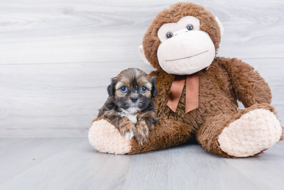 Friendly Shorkie Baby