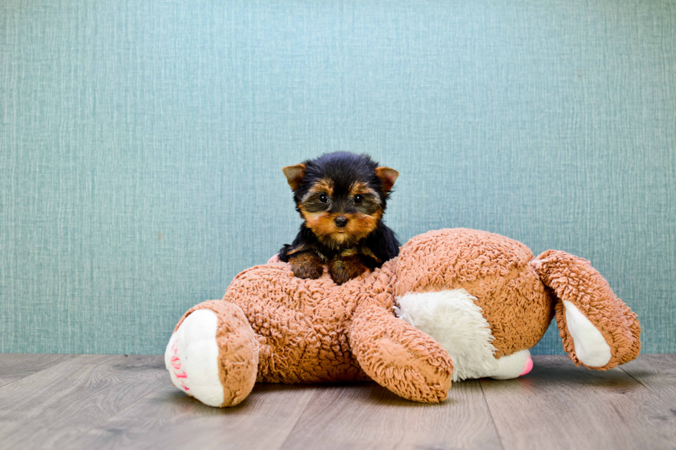 Meet Heidi - our Yorkshire Terrier Puppy Photo 