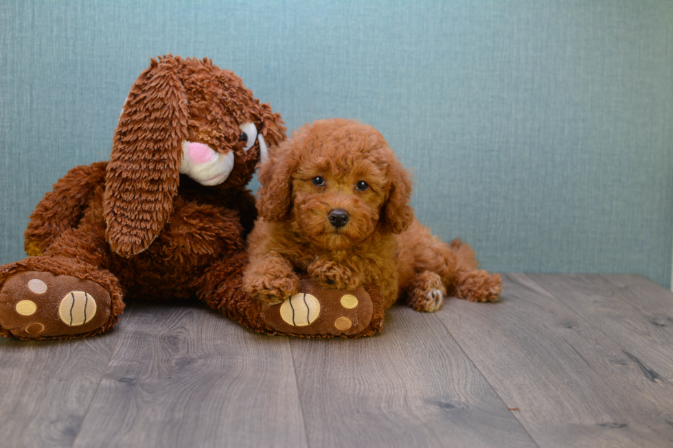 Best Mini Goldendoodle Baby