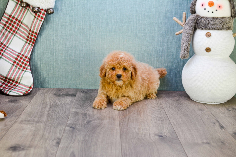 Mini Goldendoodle Pup Being Cute