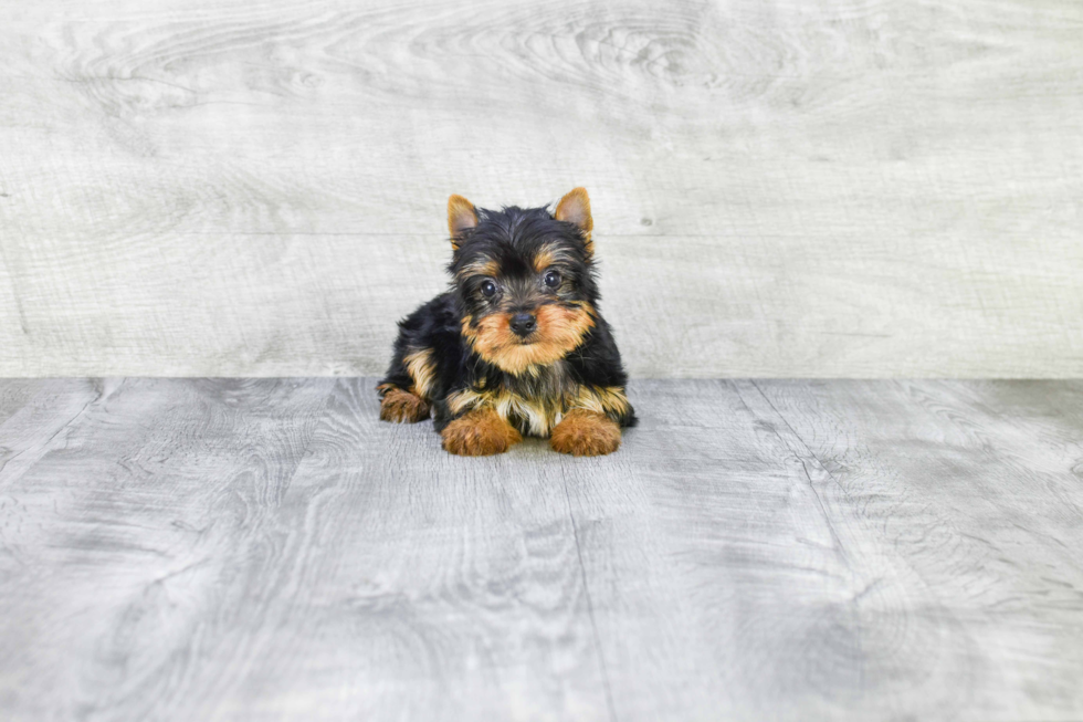 Meet Beckham - our Yorkshire Terrier Puppy Photo 