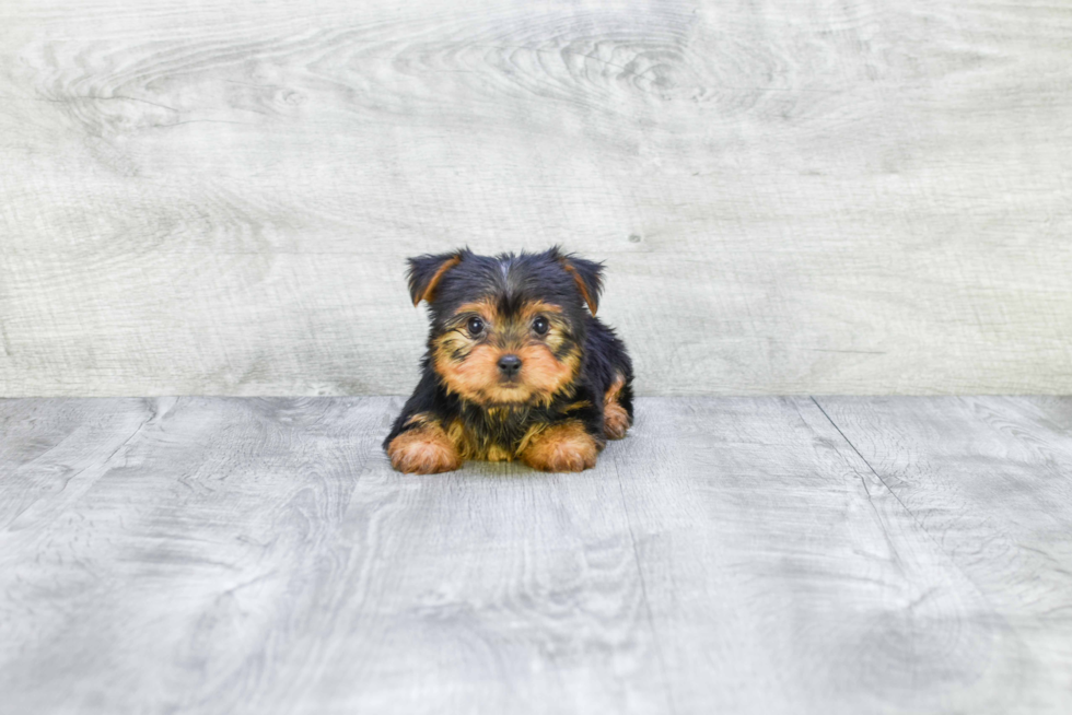 Meet Izzie - our Yorkshire Terrier Puppy Photo 