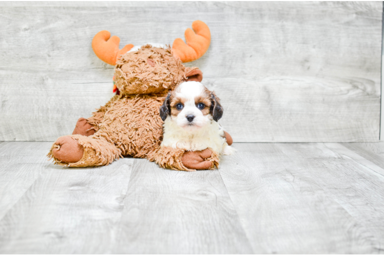 Best Cavapoo Baby