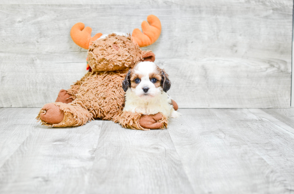 Best Cavapoo Baby