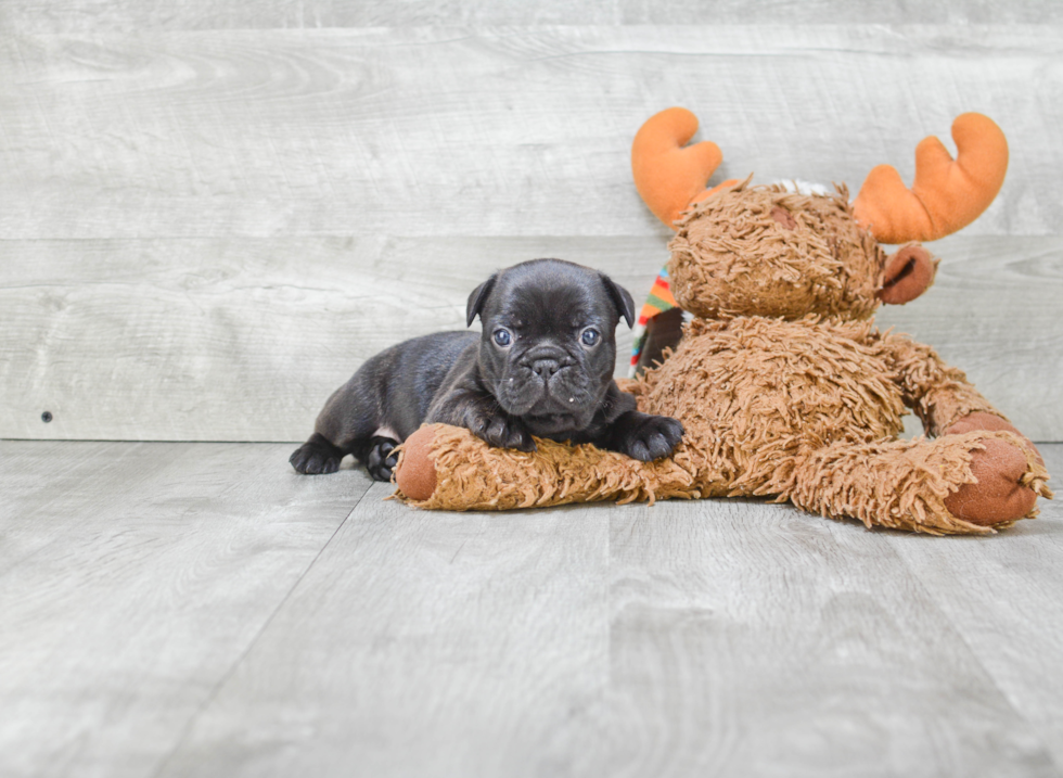 Little French Bulldog Baby