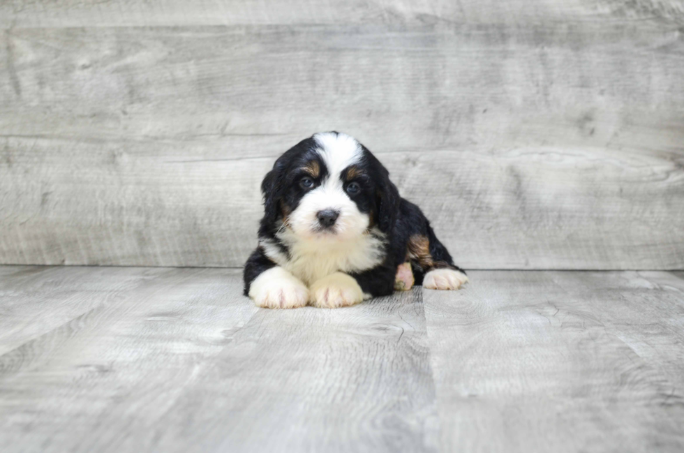 Sweet Mini Bernedoodle Baby