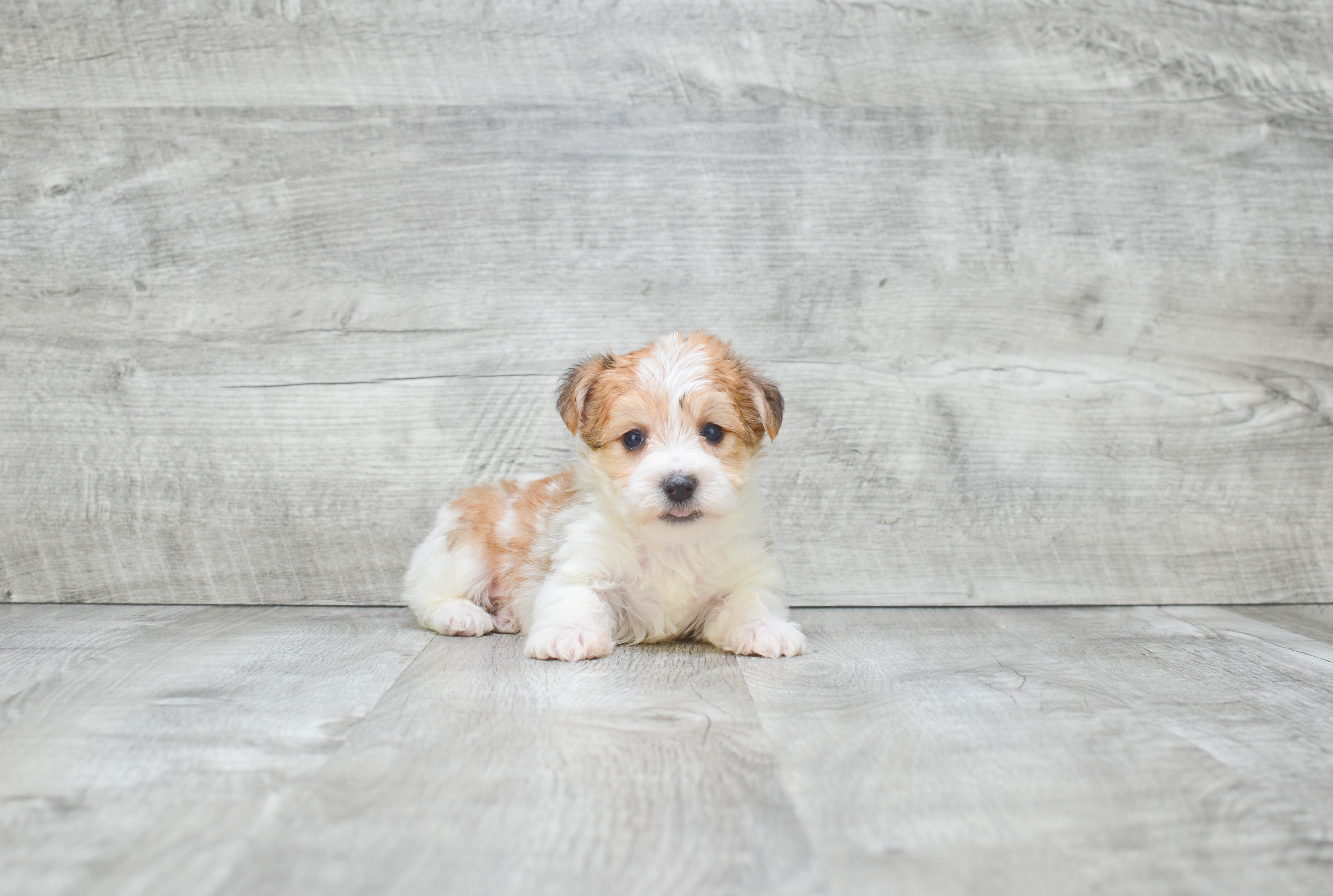 Morkie Puppy for Adoption