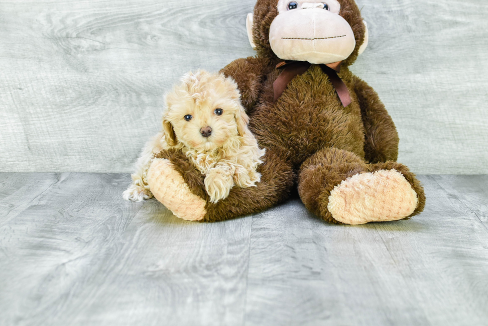 Popular Maltipoo Poodle Mix Pup