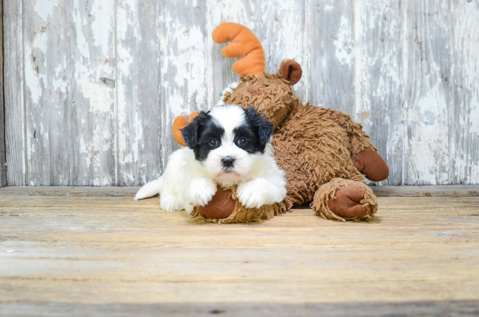 Fluffy Teddy Bear Designer Pup