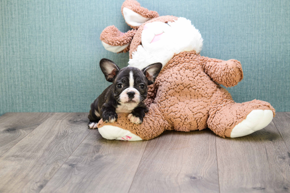 French Bulldog Pup Being Cute